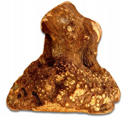  Beißring FÜR HUNDE - Bruyèrewurzel XL [500-750g] naturhart