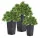  Prosperplast Blumentopf 24 cm x 24 x 44,9 cm Durchmesser 24 cm Kunststoff in den Farbtönen Grau und Silber + 2 weitere Produkte