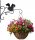  BLUMENTOPHÄNGER 30x28cm EICHHÖRNCHEN SCHWARZ DEKORATIVER BLUMENHALTER