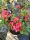 Rhododendren und Azaleen, bunte Setzlinge im 1-2l-Behälter, 25-35 cm