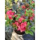  Rhododendren und Azaleen, bunte Setzlinge im 1-2l-Behälter, 25-35 cm