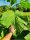  Paulownia Oxytree garantiert