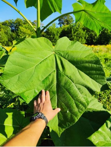  Paulownia Oxytree garantiert