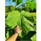  Paulownia Oxytree garantiert