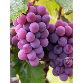    Eingesetzte Seedles-Rebe, Sämling im 1-2l-Behälter, 100-100 cm
