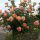  Rose auf einem Stamm Orange ROSENBAUM 537