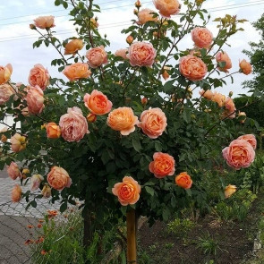  Rose auf einem Stamm Orange ROSENBAUM 537
