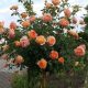  Rose auf einem Stamm Orange ROSENBAUM 537