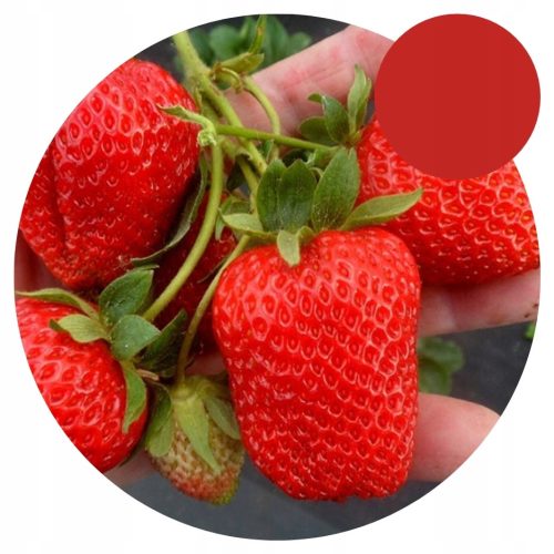  Walderdbeeren und Grandarosa-Erdbeeren, Sämlinge im 5-15 cm großen Ballen