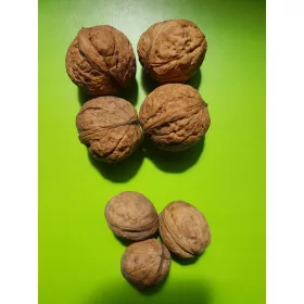    Walnüsse und Haselnuss-Koszyce-Sämling im 3-5-l-Behälter, 100-150 cm