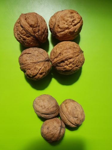  Walnüsse und Haselnuss-Koszyce-Sämling im 3-5-l-Behälter, 100-150 cm