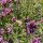  Patagonisches Eisenkraut (Verbena Bonariensis) Großer Sämlingstopf P13