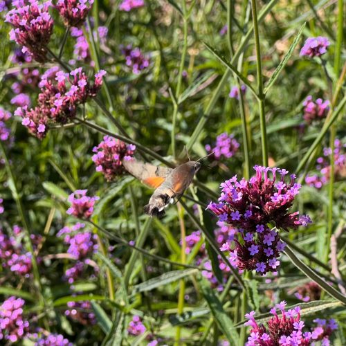 Patagonisches Eisenkraut (Verbena Bonariensis) Großer Sämlingstopf P13