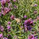  Patagonisches Eisenkraut (Verbena Bonariensis) Großer Sämlingstopf P13