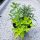  Kräutermischung Rosmarin Oregano Setzlinge Kräuter im Topf Frisch getopft
