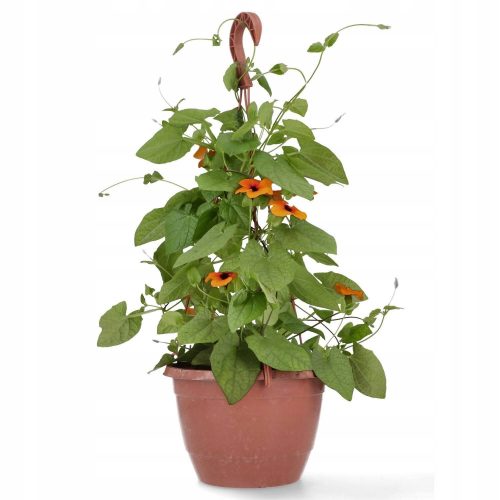  Tunbergia geflügelter orange-brauner HERSTELLER!