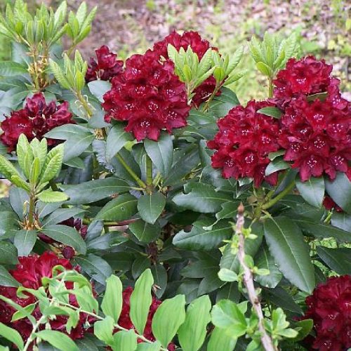  Rhododendren und rote Azaleen, Sämlinge im 1-2l-Behälter, 20-40 cm
