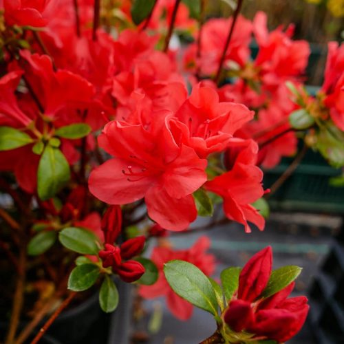 Rhododendren und Azaleen, Sämlinge im 1-2-Liter-Behälter, 10-30 cm