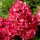 Diamant Rouge Strauß Hortensie, die schönsten Blumen