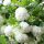  Korallen-Viburnum 'Roseum'
