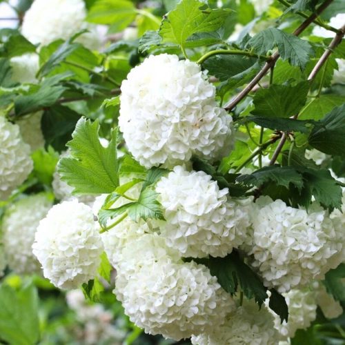  Korallen-Viburnum 'Roseum'