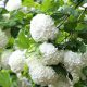  Korallen-Viburnum 'Roseum'