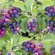  Blaubeere besser als Blaubeer-HIT