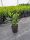  EASTERN CHERRY CHERRY CAUCASICA IM PRUNUS-TOPF, PACKUNG MIT 50 STÜCK