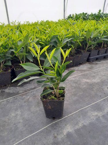  EASTERN CHERRY CHERRY CAUCASICA IM PRUNUS-TOPF, PACKUNG MIT 50 STÜCK