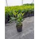  EASTERN CHERRY CHERRY CAUCASICA IM PRUNUS-TOPF, PACKUNG MIT 50 STÜCK