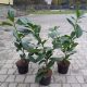  ÖSTLICHER KIRSCHLorbeer NOVITA PONICA PRUNUS PACKUNG MIT 50 STÜCK