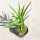  FROSTBESTÄNDIGE PALME TRACHYCARPUS FORTUNEI GROSSE AUSSAAT IN EINEM TOPF