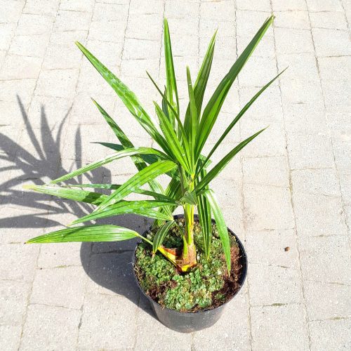  FROSTBESTÄNDIGE PALME TRACHYCARPUS FORTUNEI GROSSE AUSSAAT IN EINEM TOPF