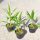  FROSTBESTÄNDIGE PALME TRACHYCARPUS FORTUNEI IM TOPF, 5ER PACK