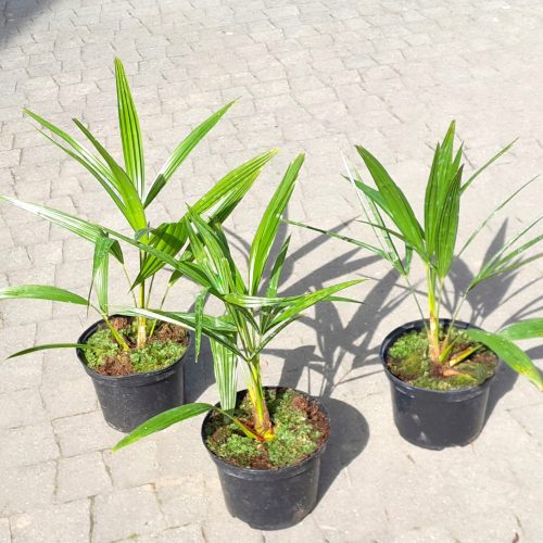  FROSTBESTÄNDIGE PALME TRACHYCARPUS FORTUNEI IM TOPF, 5ER PACK