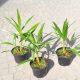  FROSTBESTÄNDIGE PALME TRACHYCARPUS FORTUNEI IM TOPF, 5ER PACK