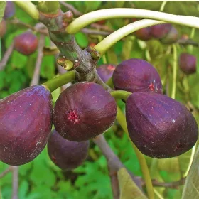    Ficus Gustissimo Peretta (Ficus carica) Großer Sämling im 3-4l-Topf