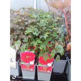  Roter Rosensämling in einem 1-2-Liter-Behälter