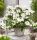  Hortensie RUNAWAY BRIDE 'Snow White' (Hybride Hortensie) Großer Sämling XL-C