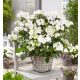  Hortensie RUNAWAY BRIDE 'Snow White' (Hybride Hortensie) Großer Sämling XL-C