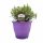  Immergrüner Lavendel PLATINUM NICO (Lavandula) RIESIGE SÄMUNG XL- C4,5