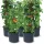  Prosperplast Blumentopf 39,2 cm x 39,2 x 153 cm Durchmesser 39,2 cm Kunststoff Anthrazit