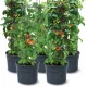  Prosperplast Blumentopf 39,2 cm x 39,2 x 153 cm Durchmesser 39,2 cm Kunststoff Anthrazit
