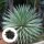  Gestreifte Agavensamen AGAVE ANGUSTFIOLIA VARIEGATA schmalblättrig 5 Samen