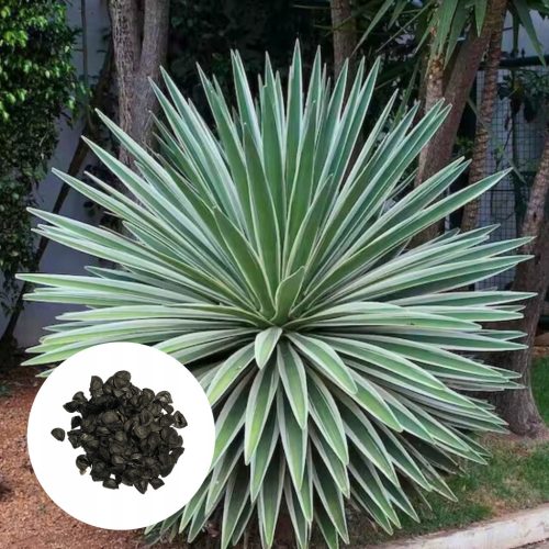  Gestreifte Agavensamen AGAVE ANGUSTFIOLIA VARIEGATA schmalblättrig 5 Samen