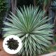  Gestreifte Agavensamen AGAVE ANGUSTFIOLIA VARIEGATA schmalblättrig 5 Samen