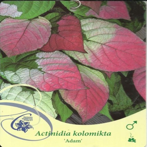  Actinidia bunt, Mini-Kiwi ADAM Actinidia kolomikta
