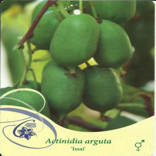  Actinidia arguta, Mini-Kiwi ISSAI Actinidia arguta