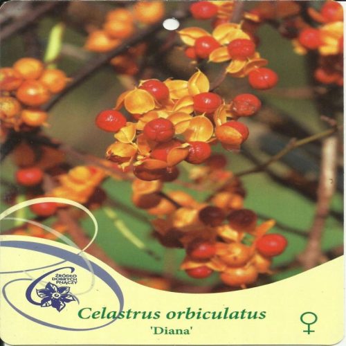  Rundblattdrossel DIANA Celastrus orbiculatus