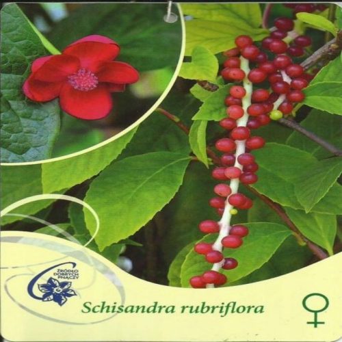  Rotblühende Schisandra-Weibchen, Schisandra rubriflora F